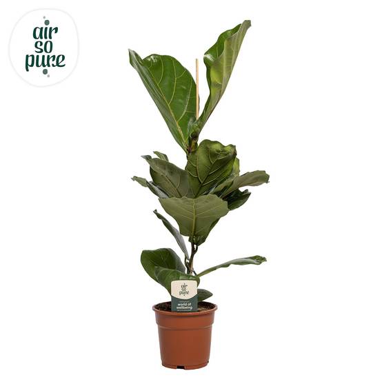 Ficus Lyrata - D17 H60cm