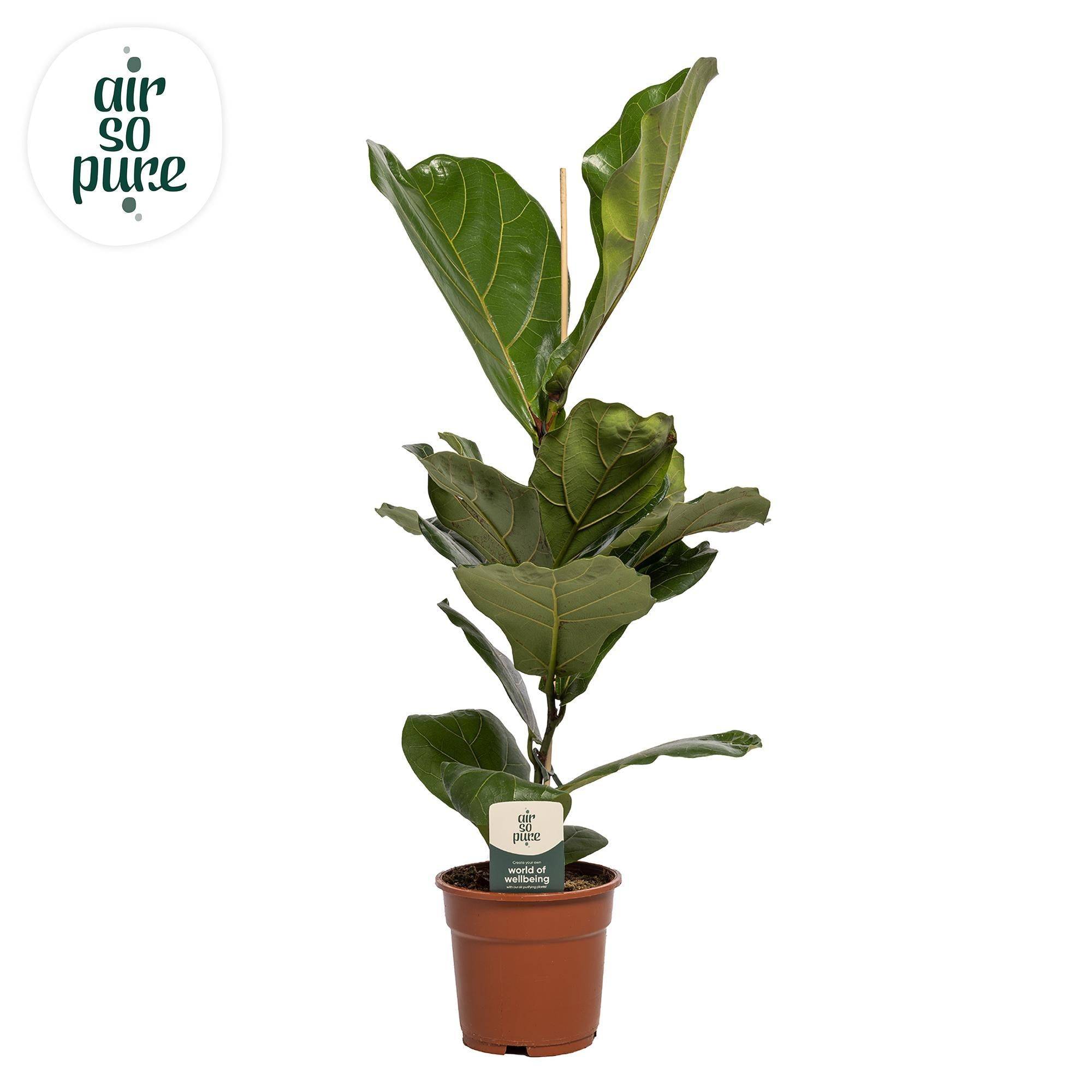 Ficus Lyrata - D17 H60cm