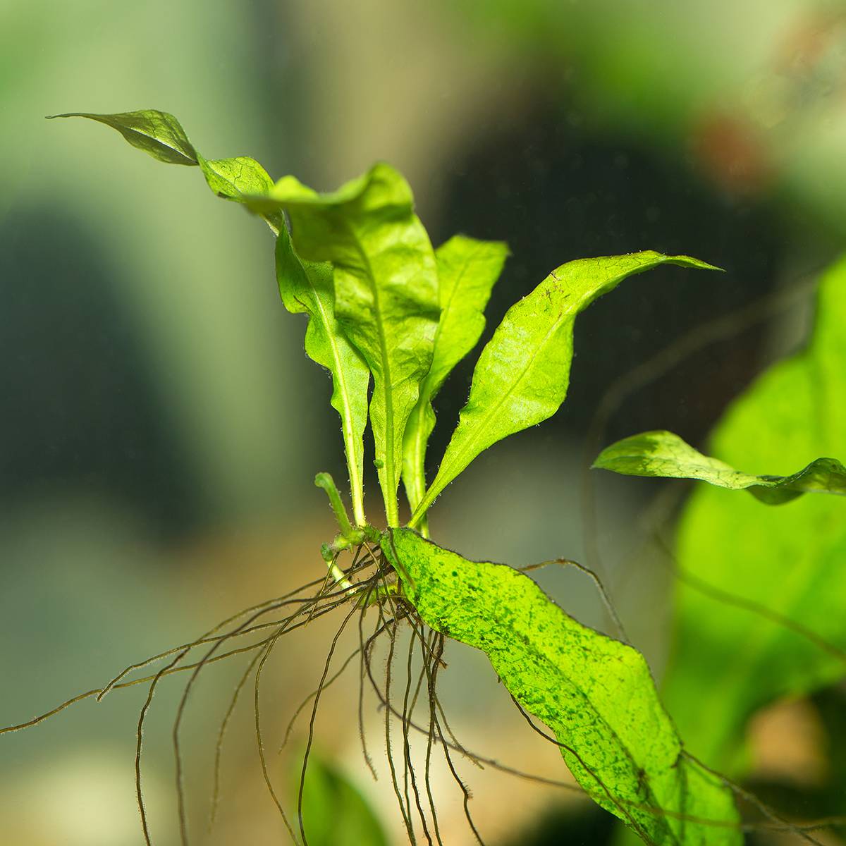 Microsorum pteropus - Fougère de Java Mini-plante
