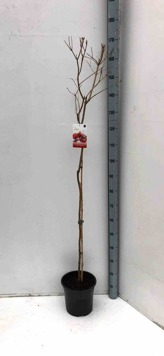 0 - Punica granatum (Grenadier à fruits) Pot de 17 litres - 160/180 cm - Image 2