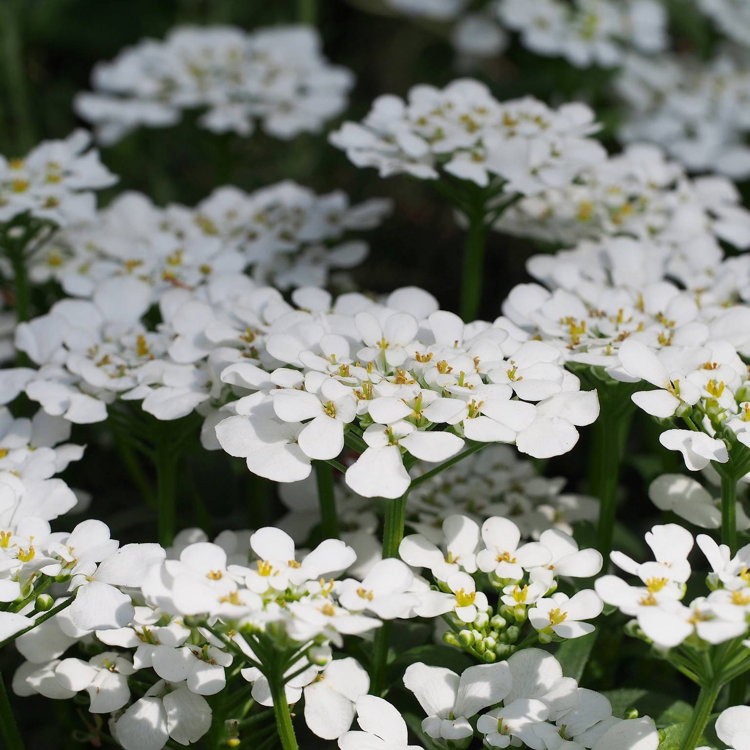 Promesse de Fleurs - Iberis sempervirens Masterpiece - Corbeille d'argent Pot de 2L/3L
