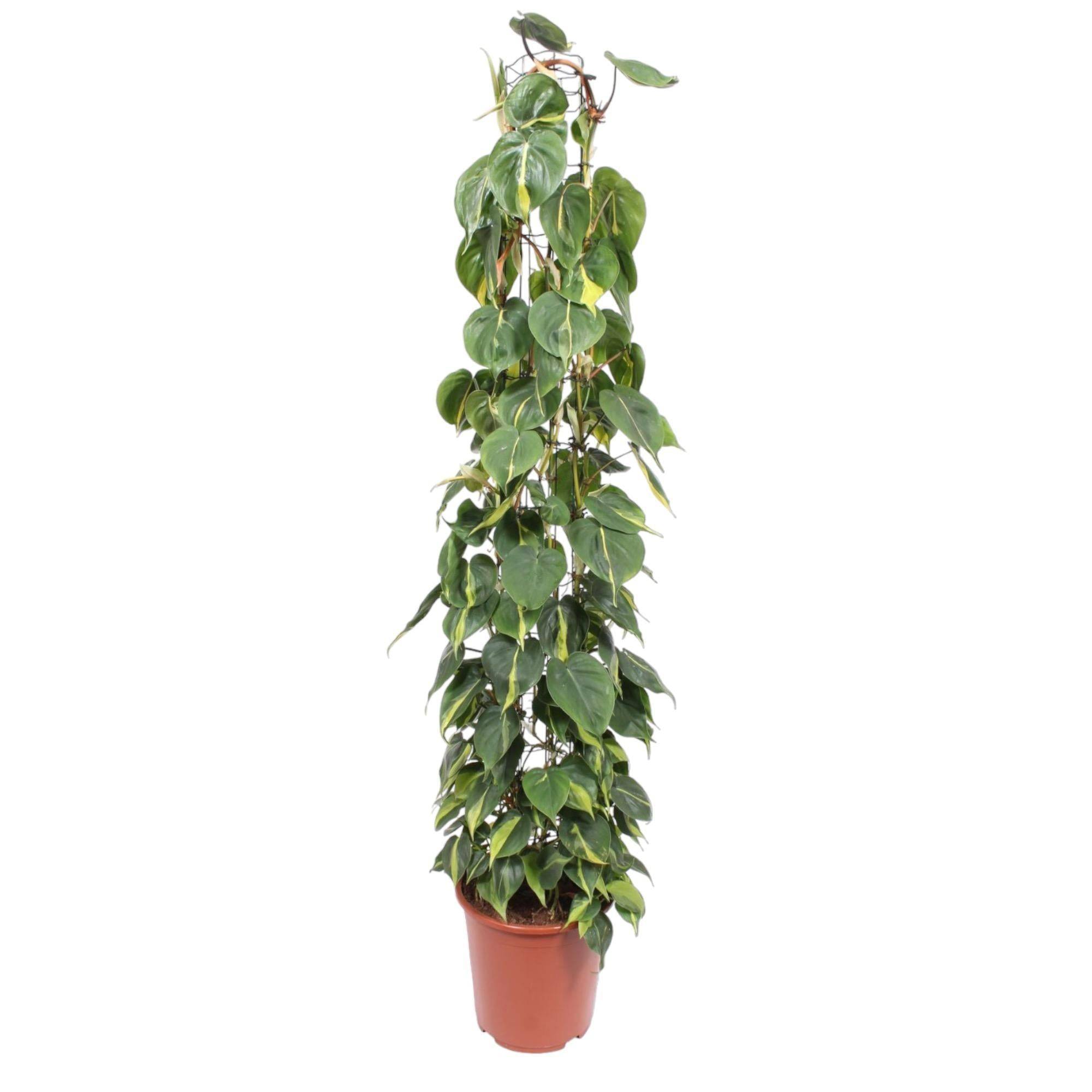 Philodendron Scandens Brasil Gaasrek - D27 H160cm