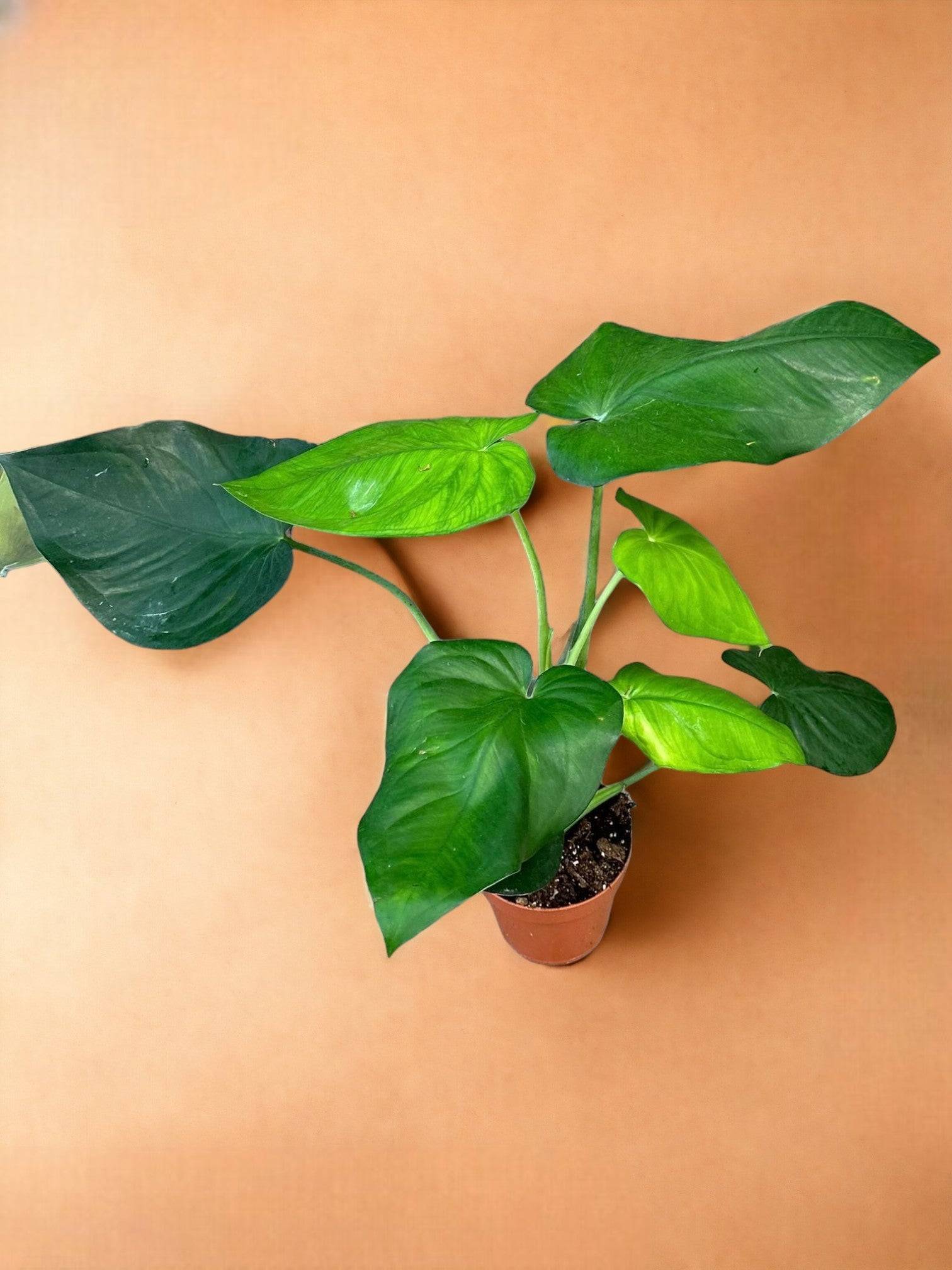 Syngonium Chiapense- La Green Touch