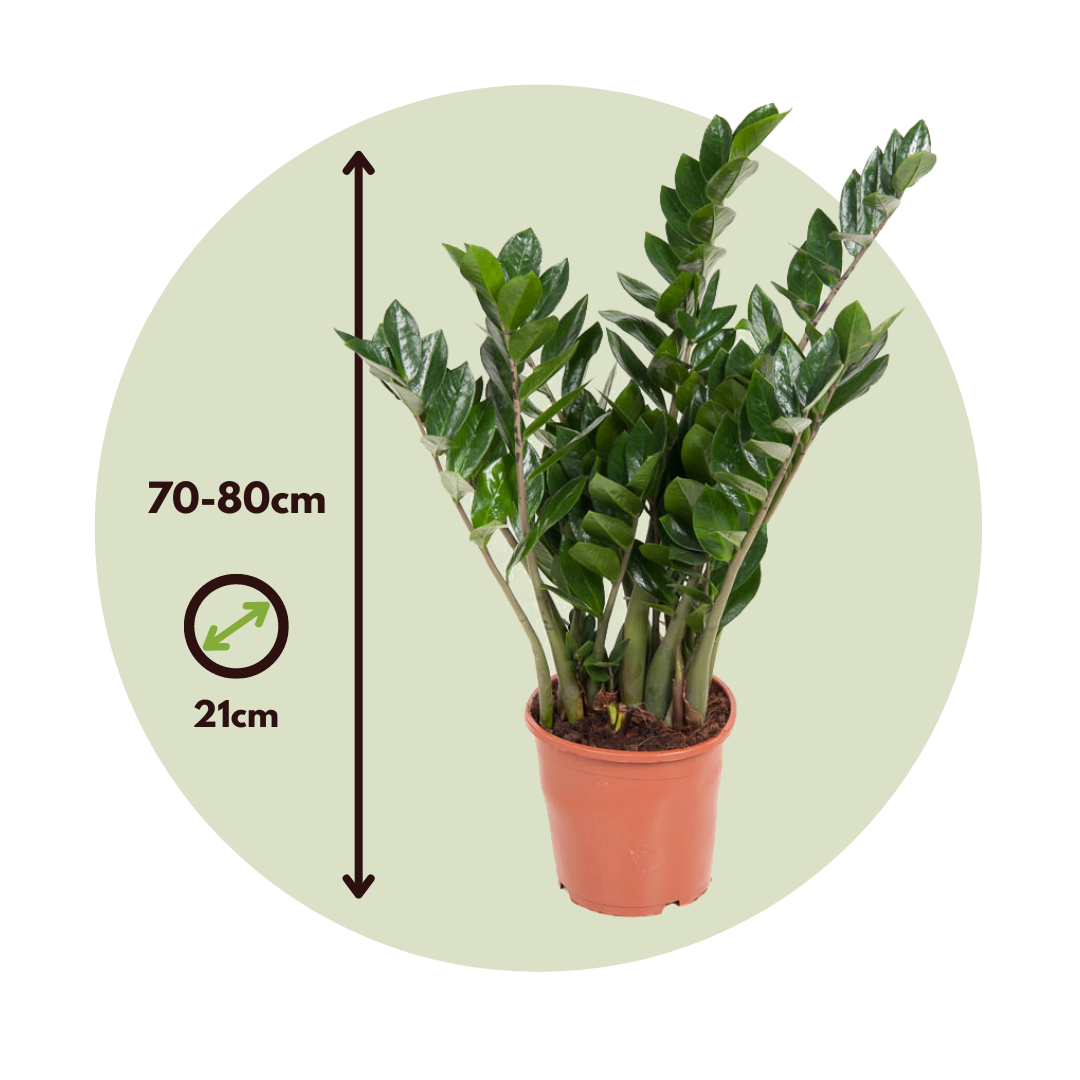 Plant In A Box - Plante ZZ - Zamioculcas Emerald - Hauteur 70-80cm - ⌀21cm - Image 6