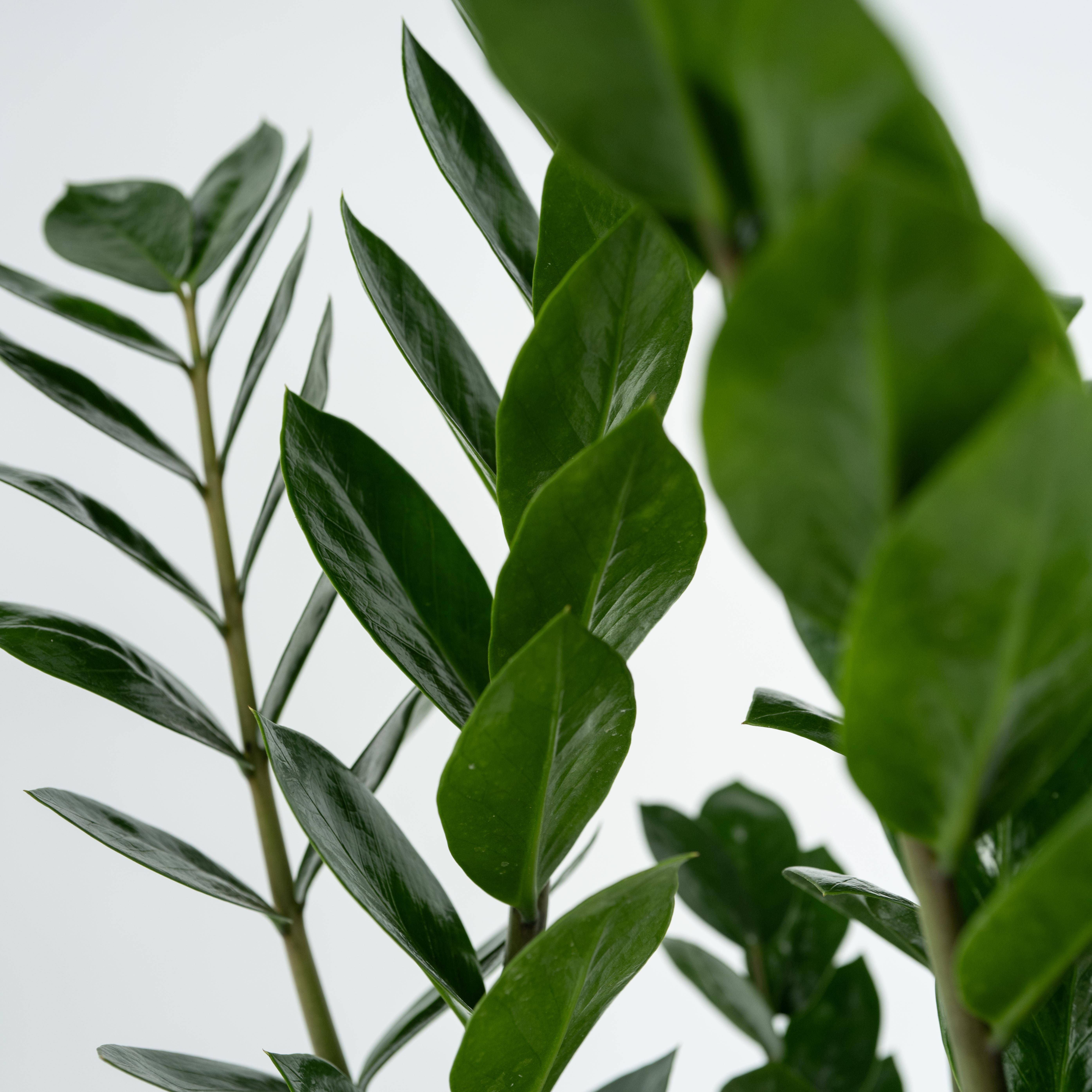 Plant In A Box - Plante ZZ - Zamioculcas Emerald - Hauteur 70-80cm - ⌀21cm - Image 5