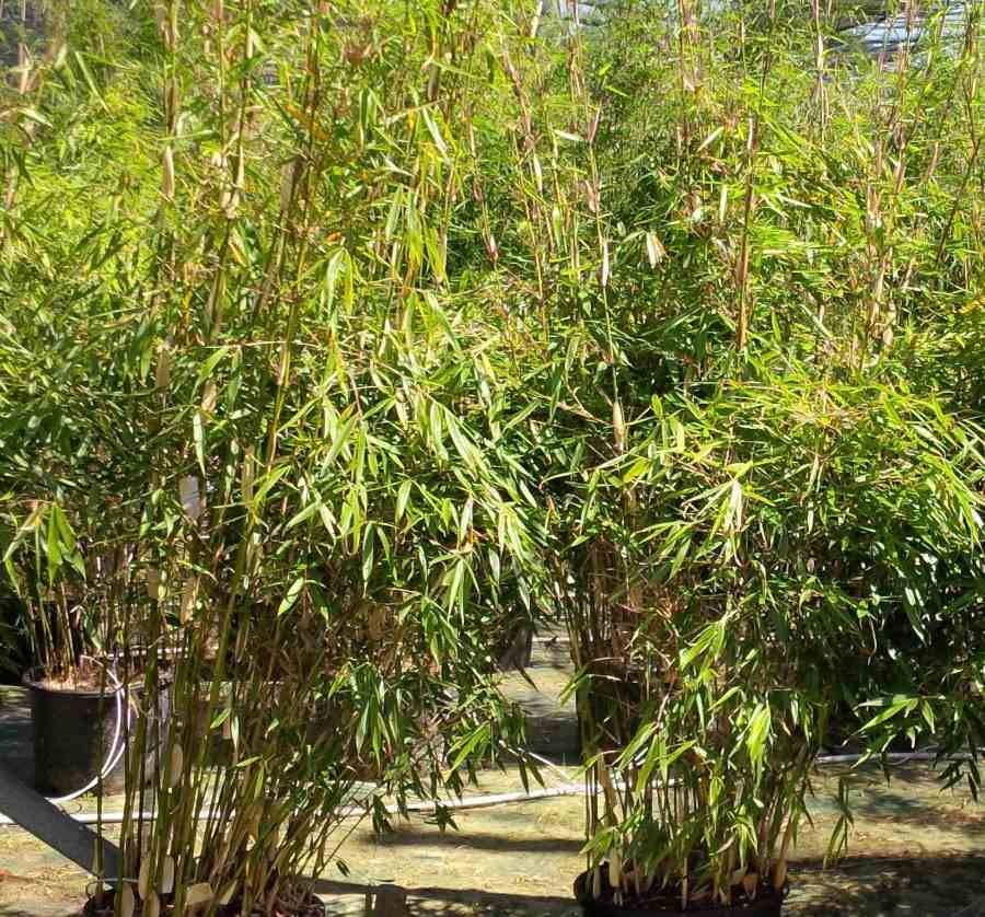 0 - Fargesia Robusta 'Pingwu'  Pot 10 Litres - 80/100cm - 8/12 cannes