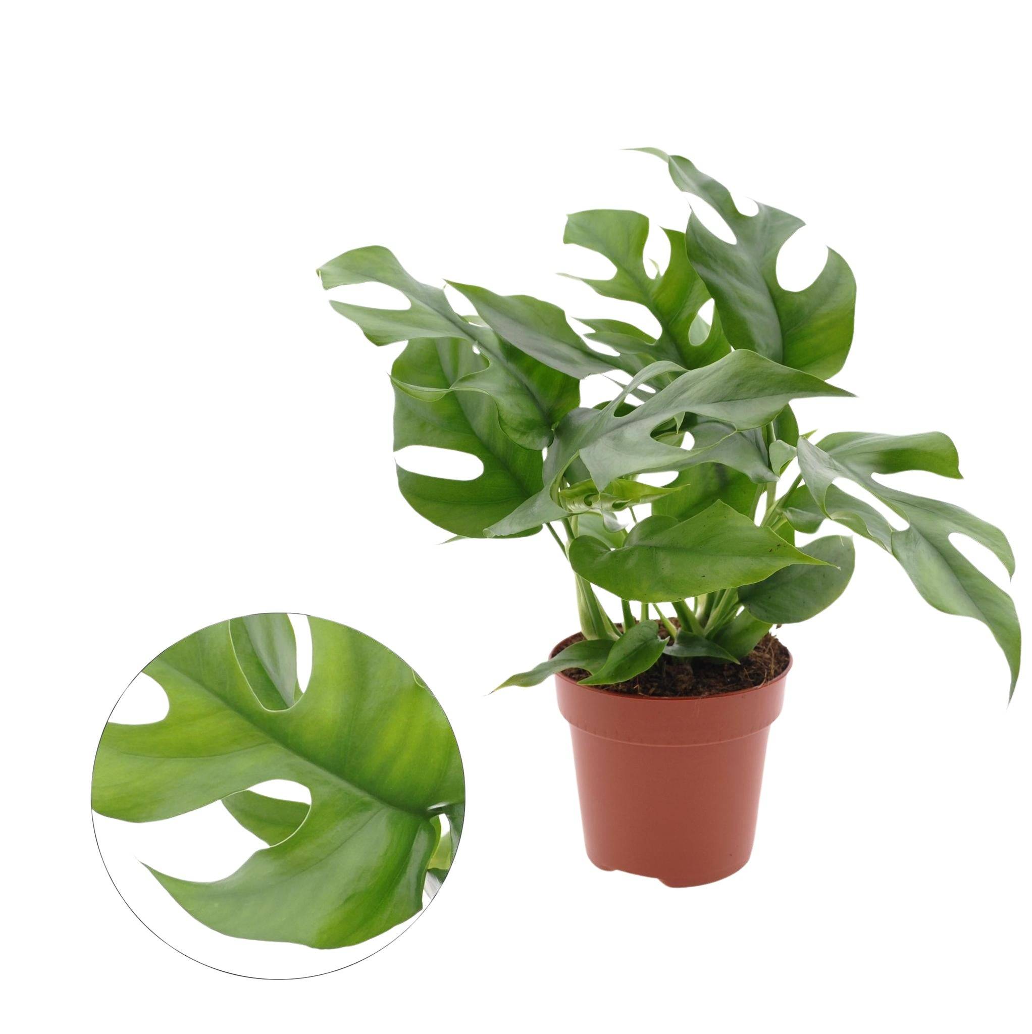 Monstera Minima 25cm - Plante d'intérieur- La Green Touch - Image 1