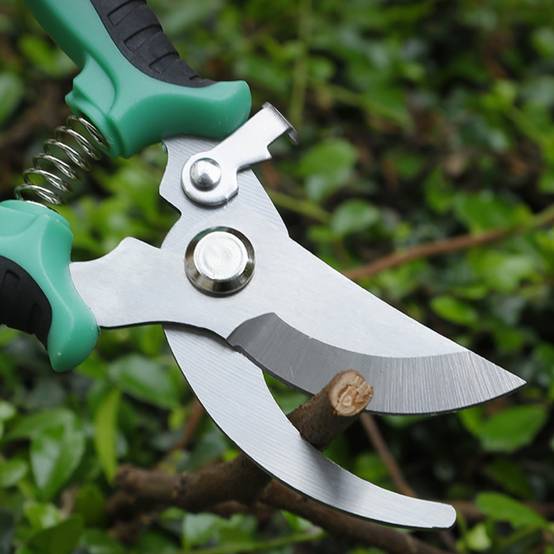 Sécateur de Jardin Professionnel à Lame Droite - IntiMeg - Image 3