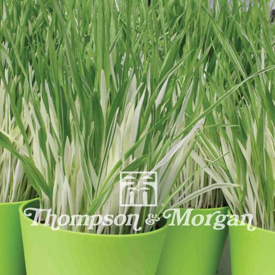 Graines d'Herbe à chat panachée - Hordeum vulgare Variegata le sachet de 100 graines environ (3g)
