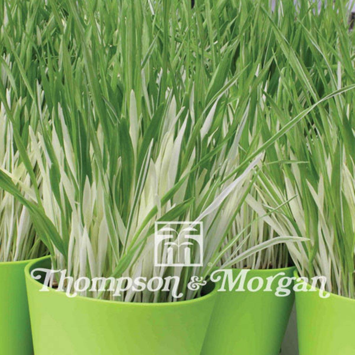 Graines d'Herbe à chat panachée - Hordeum vulgare Variegata le sachet de 100 graines environ (3g)