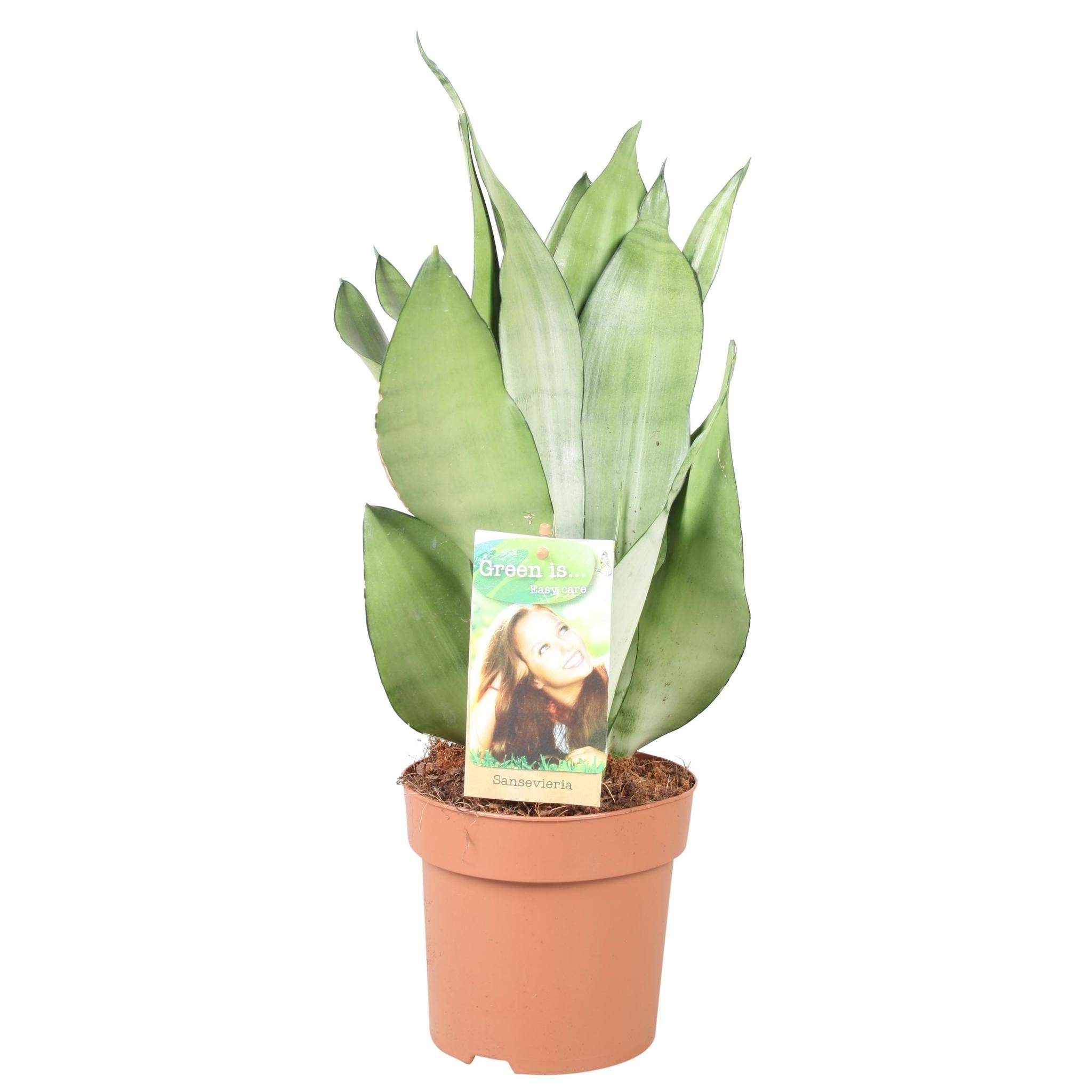 Sansevieria Moonshine - D14 H40cm