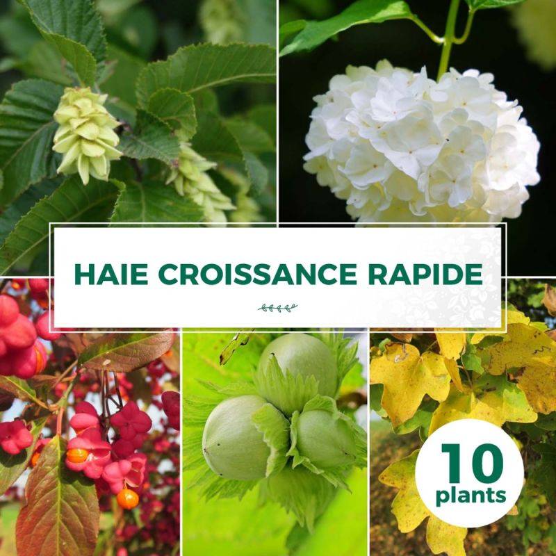 Haie Croissance Rapide - 10 arbustes -  - Pépinières Naudet - Imagen 1