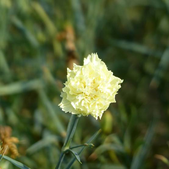 Graines d'Œillet des fleuristes Marie - Dianthus caryophyllus le sachet de 200 graines environ (0,5g)