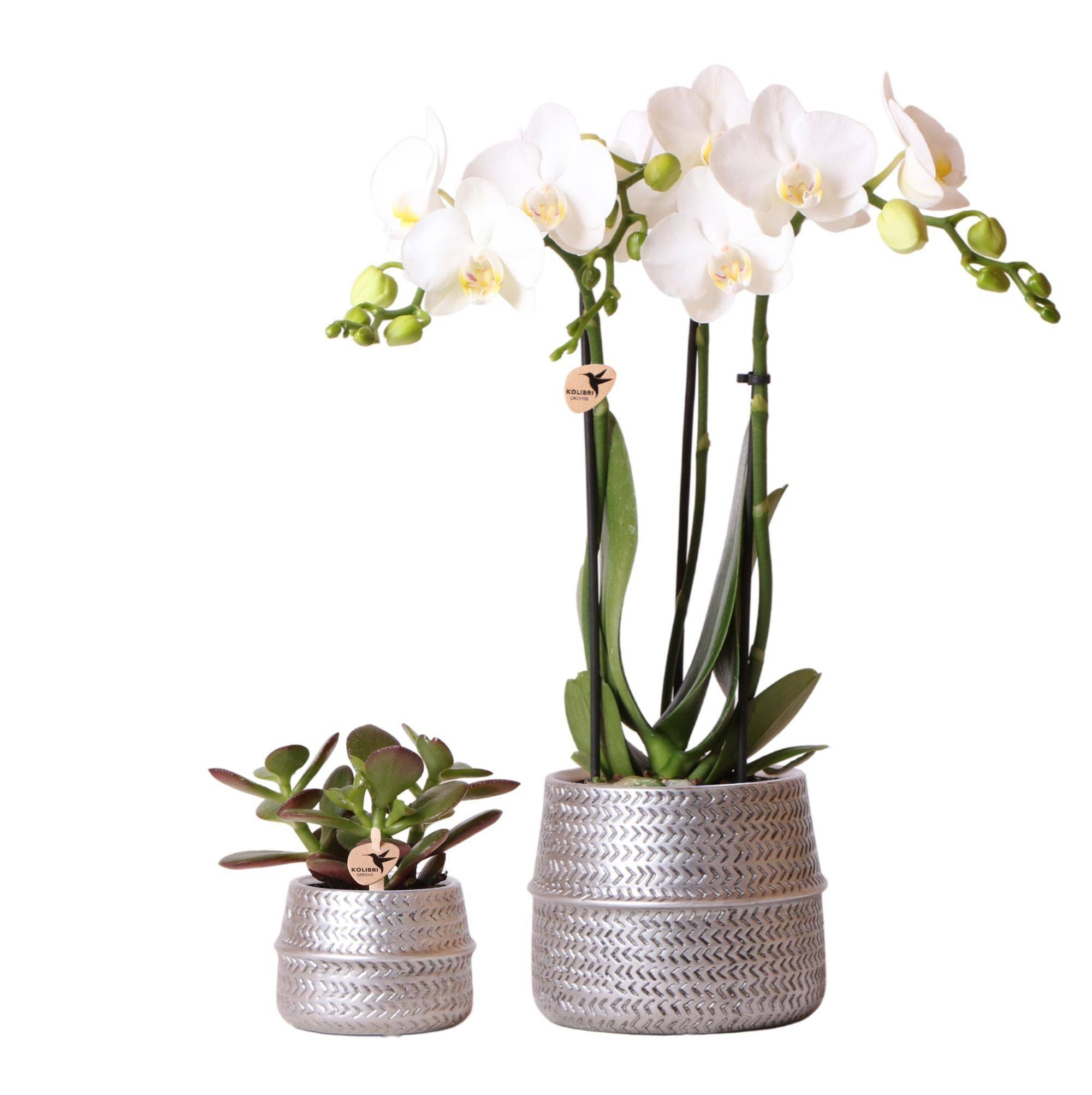 La Green Touch - Duo Orchidée Phalaenopsis blanche et Crassula Ovata et leurs caches-pots en céramique argentée- La Green Touch - Image 1