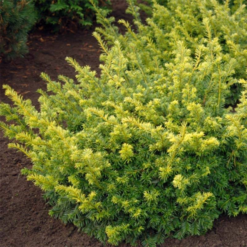 Taxus baccata Summergold - If commun doré Pot de 2L/3L