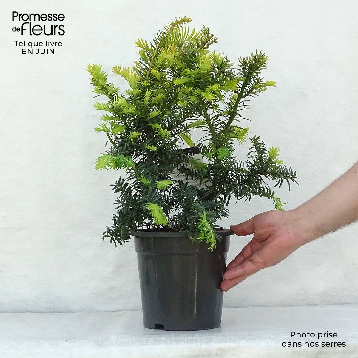 Taxus baccata Summergold - If commun doré Pot de 2L/3L - Image 2