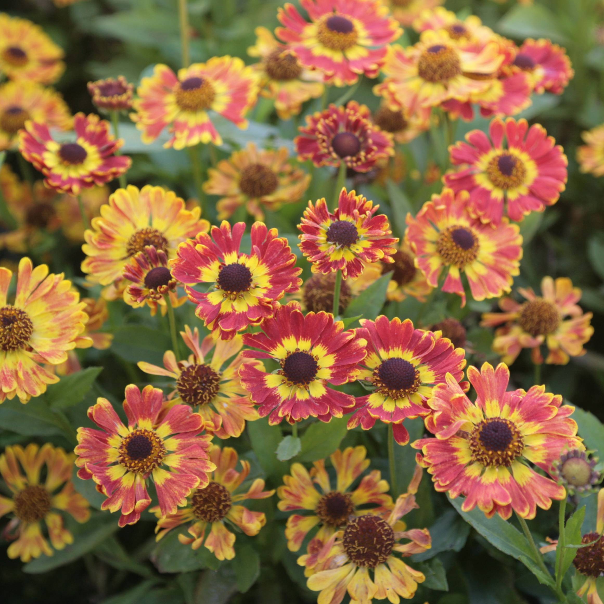 Helenium Fuego - Hélénie d'automne multicolore Godet de 8/9 cm