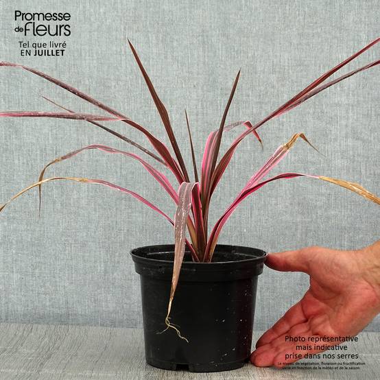 Cordyline australis Southern Splendour Pot de 2L/3L - Image 2