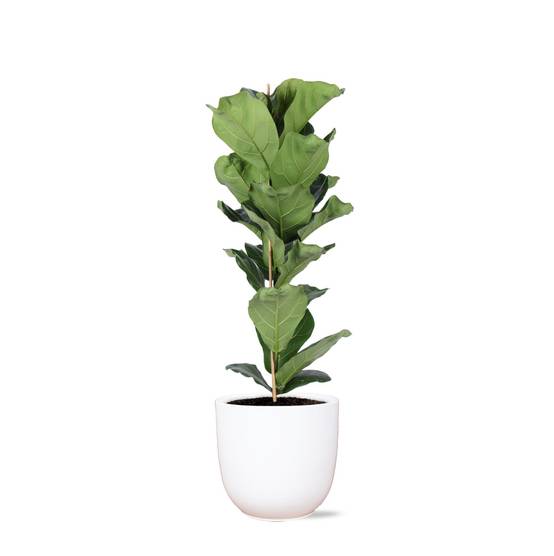 Ficus Lyrata et son pot- La Green Touch Blanc - Hauteur 90cm