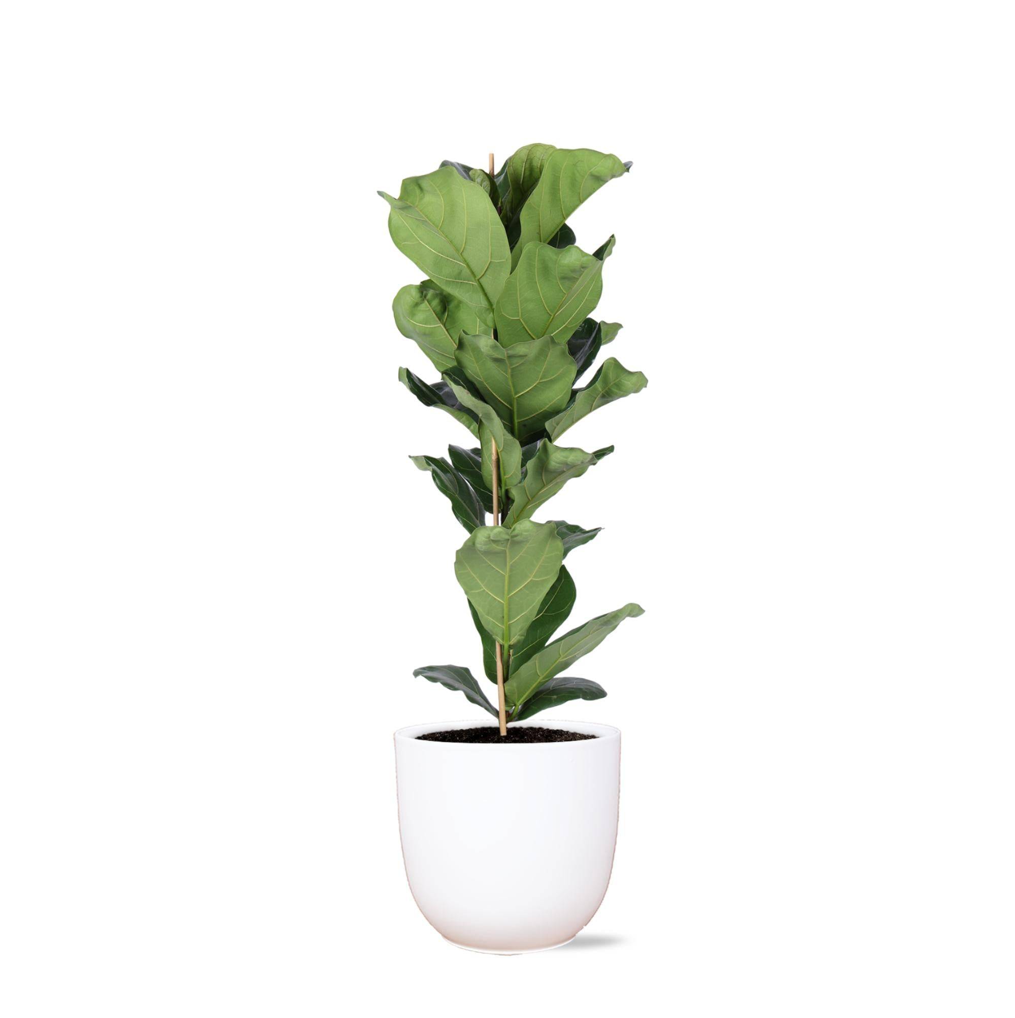 Ficus Lyrata et son pot- La Green Touch Blanc - Hauteur 90cm