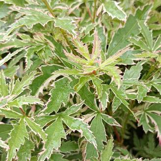 Érable du Japon - Acer palmatum Butterfly Pot de 2L/3L