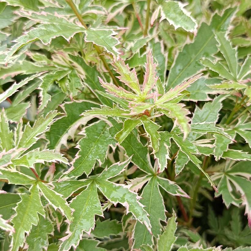 Érable du Japon - Acer palmatum Butterfly Pot de 2L/3L - Image 1