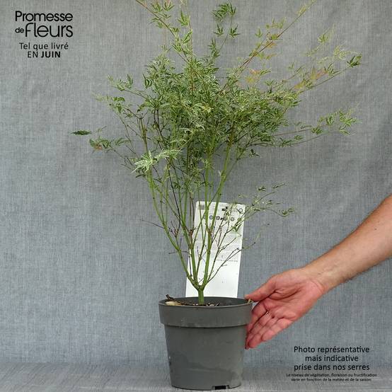 Érable du Japon - Acer palmatum Butterfly Pot de 2L/3L - Image 2