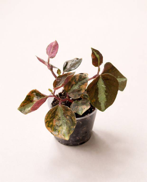 Peperomia Metallica Crème Brûlée D. 9cm H. 15cm - Plante d'intérieur - IndoorPoppies - Image 1
