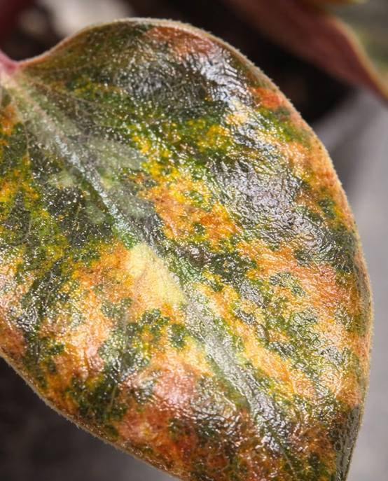 Peperomia Metallica Crème Brûlée D. 9cm H. 15cm - Plante d'intérieur - IndoorPoppies - Image 2
