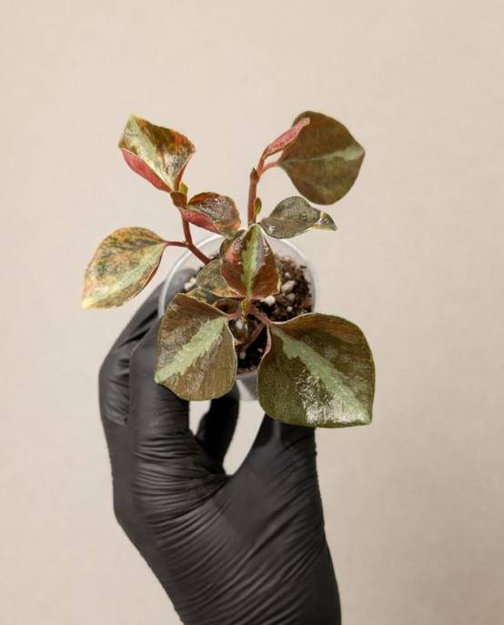 Peperomia Metallica Crème Brûlée D. 9cm H. 15cm - Plante d'intérieur - IndoorPoppies - Image 4