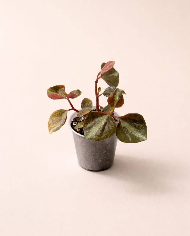 Peperomia Metallica Crème Brûlée D. 9cm H. 15cm - Plante d'intérieur - IndoorPoppies - Image 3