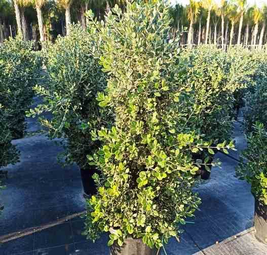 0 - Metrosideros excelsa (Arbre de Noël)  pot de 35L - 150/175cm - Image 3