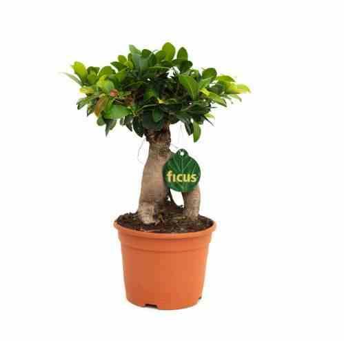 0 - Ficus microcarpa 'Compacta' Ginseng grosses racines Pot de 25L - 70/90cm - Image 2