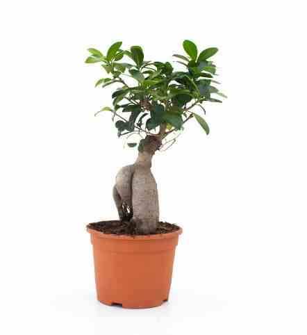 0 - Ficus microcarpa 'Compacta' Ginseng grosses racines Pot de 25L - 70/90cm - Image 1