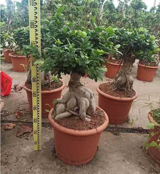 0 - Ficus microcarpa 'Compacta' Ginseng grosses racines Pot de 25L - 70/90cm - Image 3
