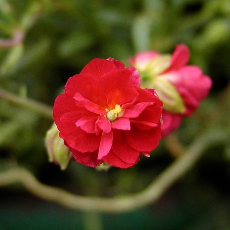 Helianthemum Cerise Queen - Hélianthème double rouge Godet de 8/9 cm