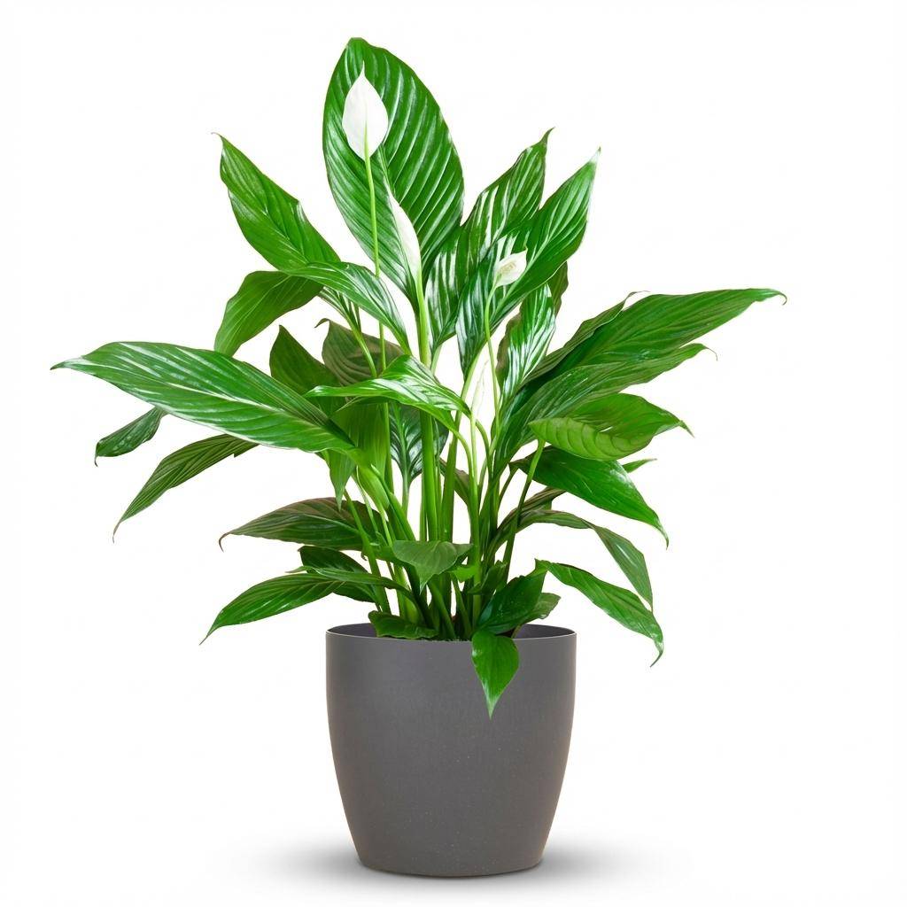 Spathiphyllum - Pot de 19cm - Gris - 21cm - Plantes d'intérieur