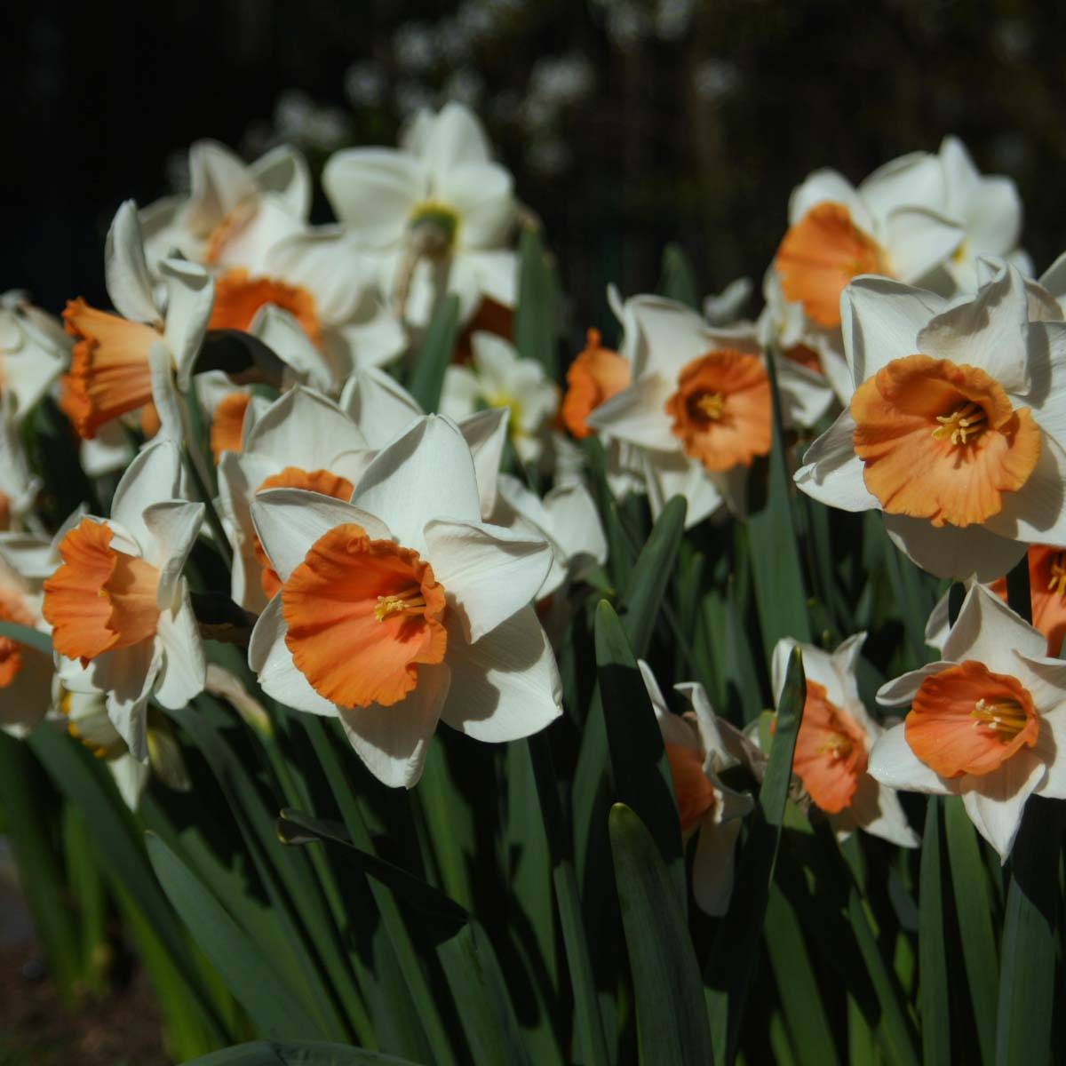 Promesse de Fleurs - Narcisse Chromacolor Bulbe calibre 14/16 (par 10)