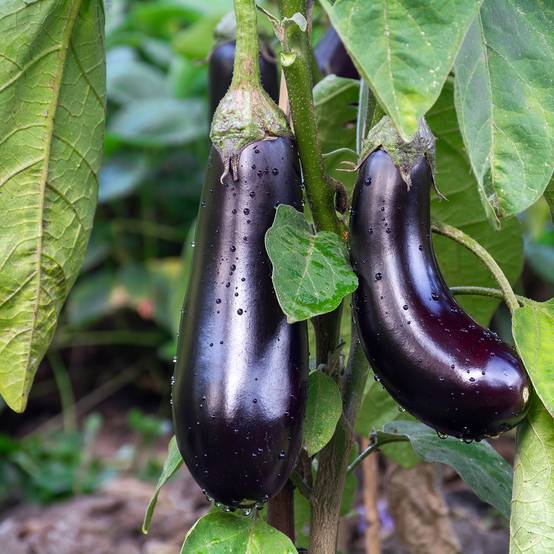 Promesse de Fleurs - Aubergine de Barbentane Bio Graines le sachet de 50 graines environ (0,3g)