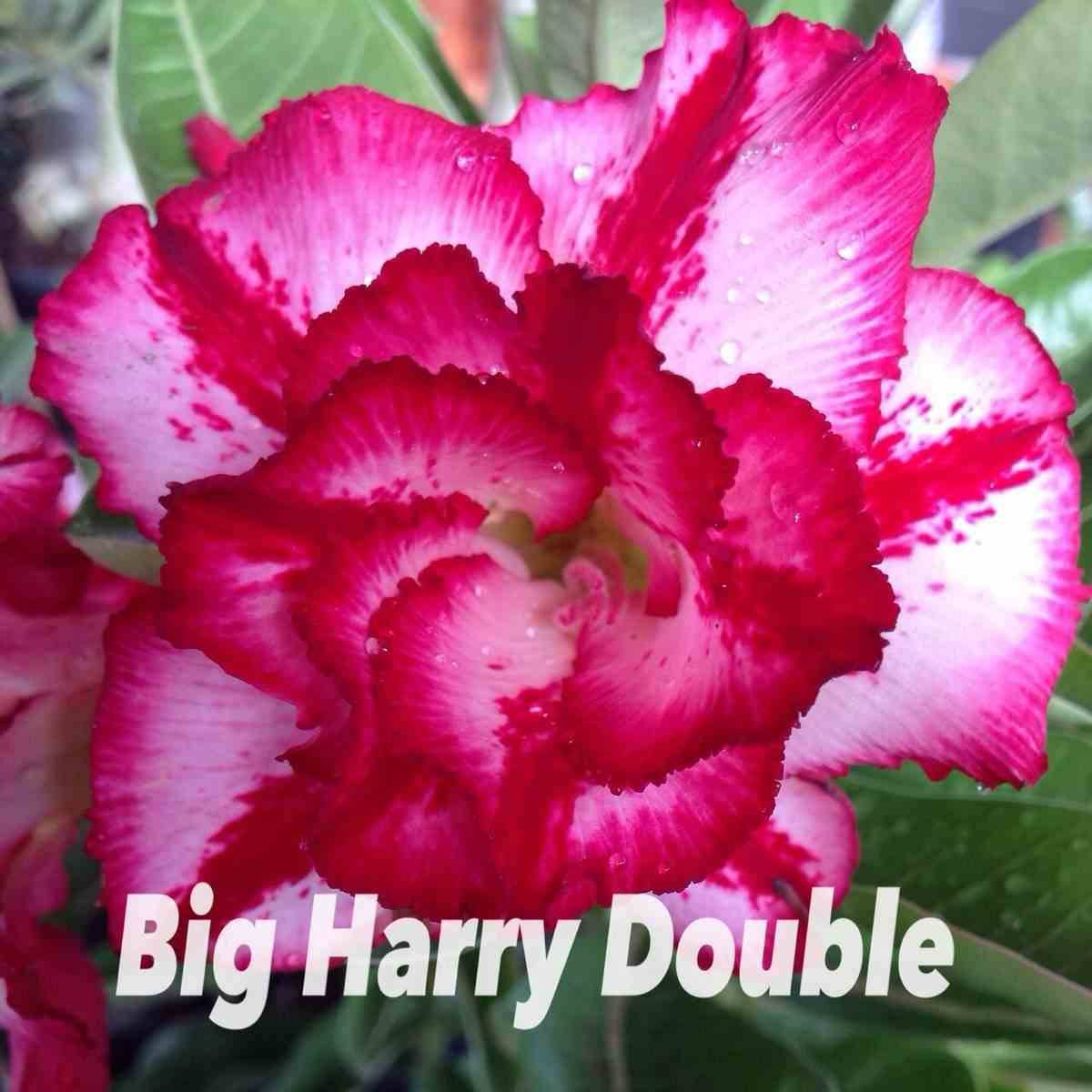 Sans Marque - Adenium obesum cv.Big Harry double Couleur floraison:Rose - Taille:Caudex d'environ 300g 20/25cm