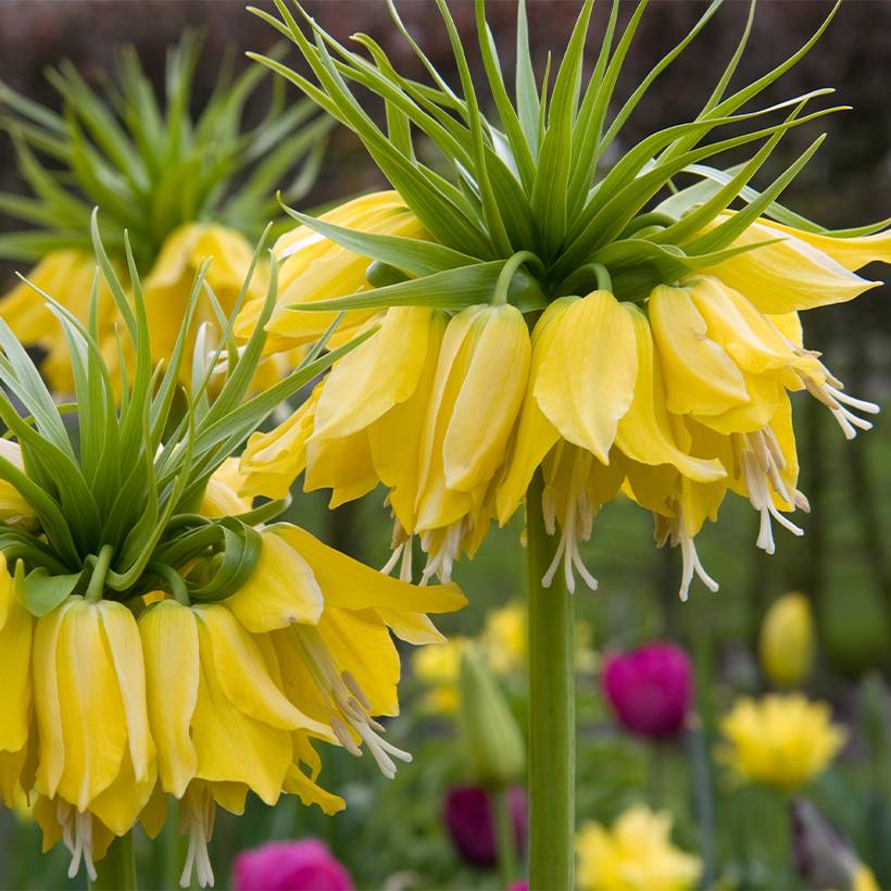 Promesse de Fleurs - Fritillaire imperialis Lutea - Couronne impériale Bulbe calibre 20+