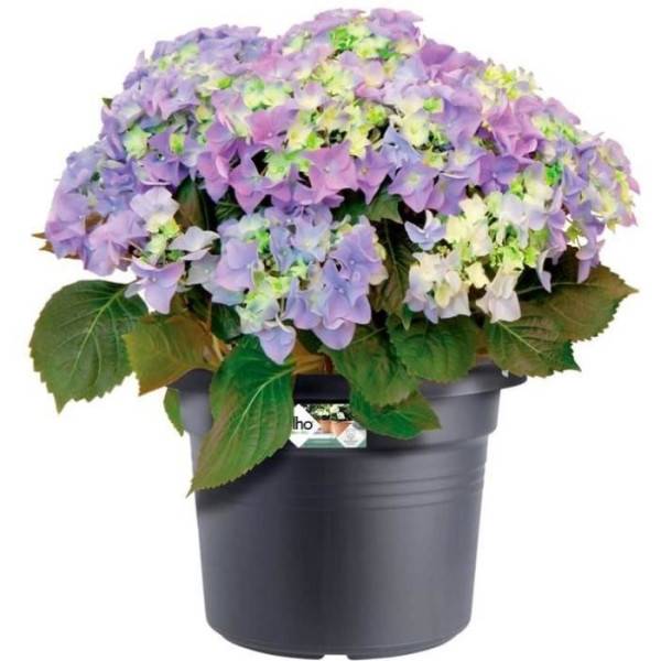 Elho - Pot De Fleurs Rond Green Basics - Plastique - ø45 - Terre Cuite Doux - Image 3