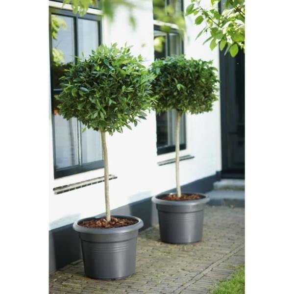 Elho - Pot De Fleurs Rond Green Basics - Plastique - ø45 - Terre Cuite Doux - Image 5