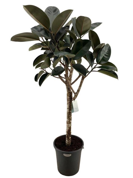 Ficus Elastica Burgundy - D40 H170cm