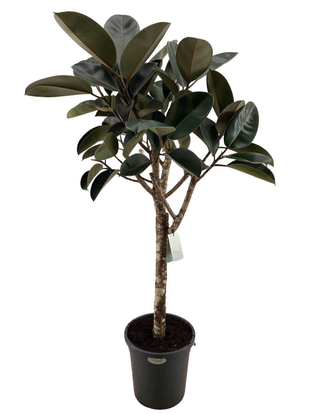 Ficus Elastica Burgundy - D40 H170cm