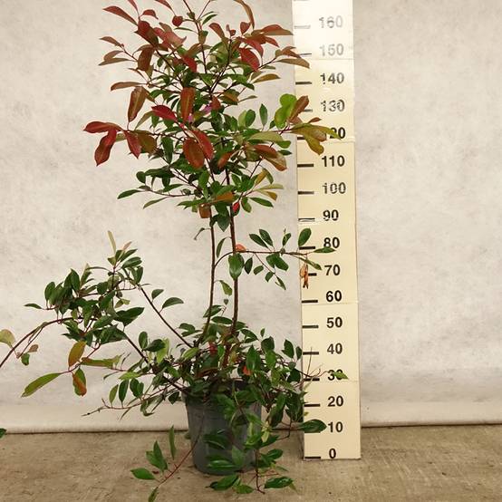 Photinia fraseri Red Robin Pot de 12L/15L - Image 2