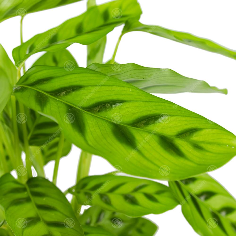 Gardenersdream - Calathea Leopardina Plante D'Intérieur Décorative Et Vivante En Pot De 12 Cm - GardenersDream - Imagen 2