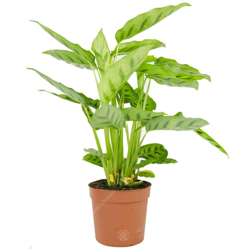 Gardenersdream - Calathea Leopardina Plante D'Intérieur Décorative Et Vivante En Pot De 12 Cm - GardenersDream - Imagen 1