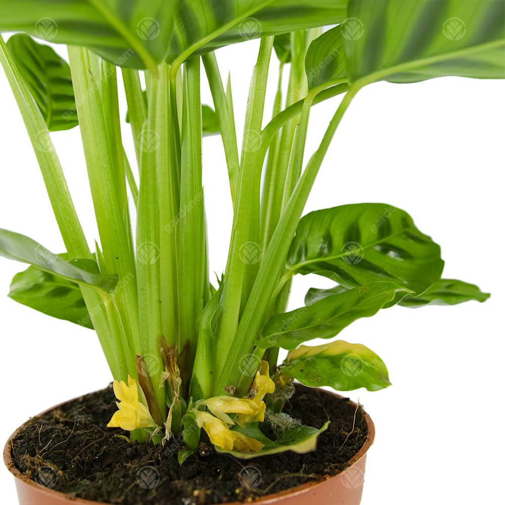 Gardenersdream - Calathea Leopardina Plante D'Intérieur Décorative Et Vivante En Pot De 12 Cm - GardenersDream - Imagen 3