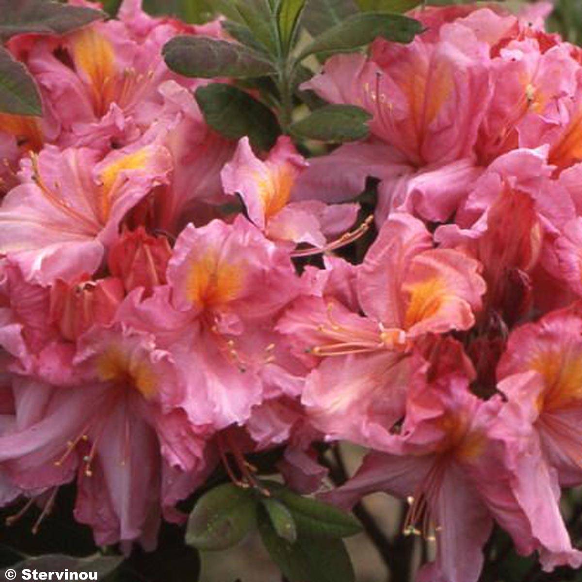 Promesse de Fleurs - Azalée de Chine Berry Rose - Rhododendron hybride Pot de 4L/5L
